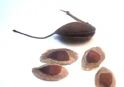 Suchý plod a křídlatá semena grevileje mohutné