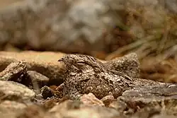 Je téměř nemožné spatřit lelka (Caprimulgus jotaka) během dne hnízdit na zemi, je velmi dobře maskovaný