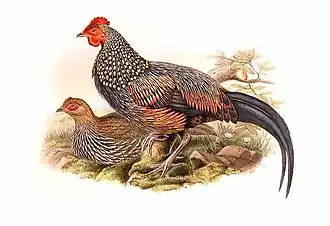 Samice (vlevo) a samec (ilustrace Johna Goulda)