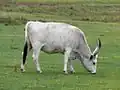 Pasoucí se kráva