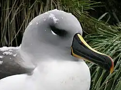 Fotografie hlavy albatrose šedohlavého s patrným šedým peřím a černo-žlutým zobákem