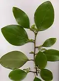 Větévka Griselinia littoralis