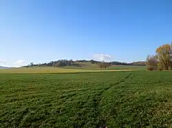 Pěnkavák