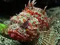 Ropušnice obecná Scorpaena scrofa