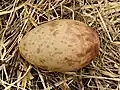 Vejce jeřába popelavého (Grus grus)
