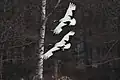 Grus japonensis