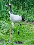 Grus japonensis