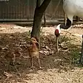 Grus japonensis