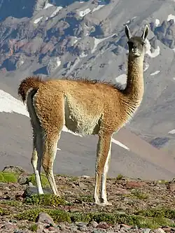 Argentinské guanako