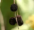 Zralé plody G. ulmifolia