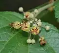 Detail květů G. ulmifolia