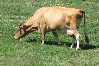 kráva plemene guernsey