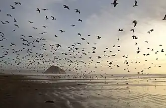 Morro Bay