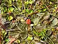 Gunnera prorepens (subgen. Milligania)