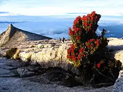 Vrcholová partie Kinabalu