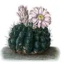 Ilustrace z roku 1904