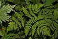 Bukovník kapraďovitý (Gymnocarpium dryopteris)