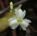 Gymnosiphon longistylus