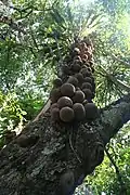 Gynocardia odorata