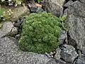 Gypsophila aretioides[13]