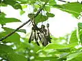 Křídlaté plody Gyrocarpus americanus