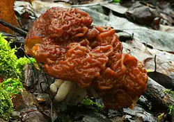 Ucháč obecný (Gyromitra esculenta)