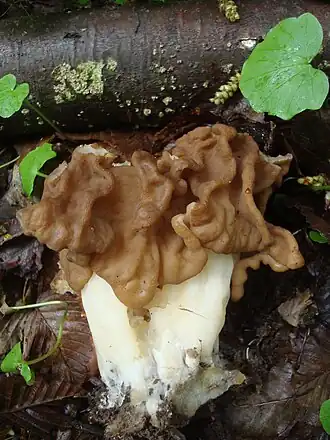 Ucháč obrovský (Gyromitra gigas)