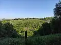 pohled na Hühnerberg z jihu