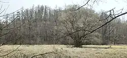 Pohled od Plesenského potoka na Hůru