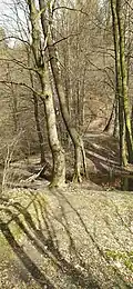 Lesní stezka na vrchol Hůra ležící na hrázi bývalého rybníka v údolí Plesenského potoka