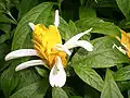 Kvetoucí tlustoklasec žlutý (Pachystachys lutea)