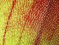 Detail vnitřní strany láčky heliamfory H. ionasii