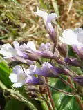 Haberlea rhodopensis