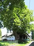 Hadrava - usedlost č. 16 za památnou lípou.JPG
