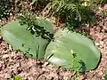 Listy Haemanthus sanguineus