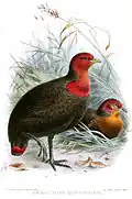 John Gerrard Keulemans (1894)