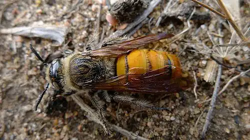 Žahalka druhu Radumeris tasmaniensis