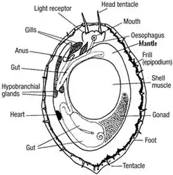 Anatomie ušně černé (Haliotis cracherodii)
