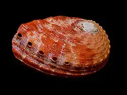 Haliotis rugosa