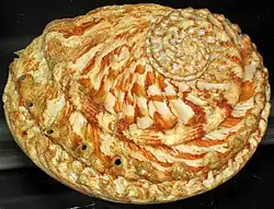 Haliotis scalaris