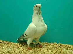 Hamburský racek sivý pruhový