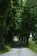 Alej podél silnice k Lestkovu