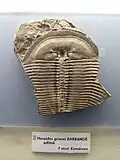 Zkamenělina trilobita