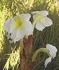 Kvetoucí Harveya speciosa