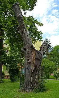 Jeden ze stromů aleje