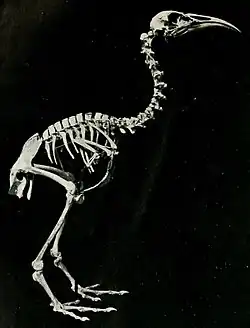 Kostra