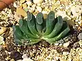 H. truncata