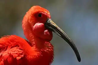 eudocimus ruber