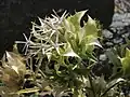 podčeleď Hecastocleidoideae: Hecastocleis shockleyi