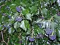 Hedera hibernica s bobulemi